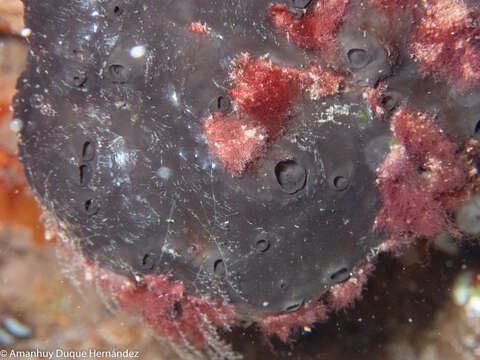 Image of black leather sponge