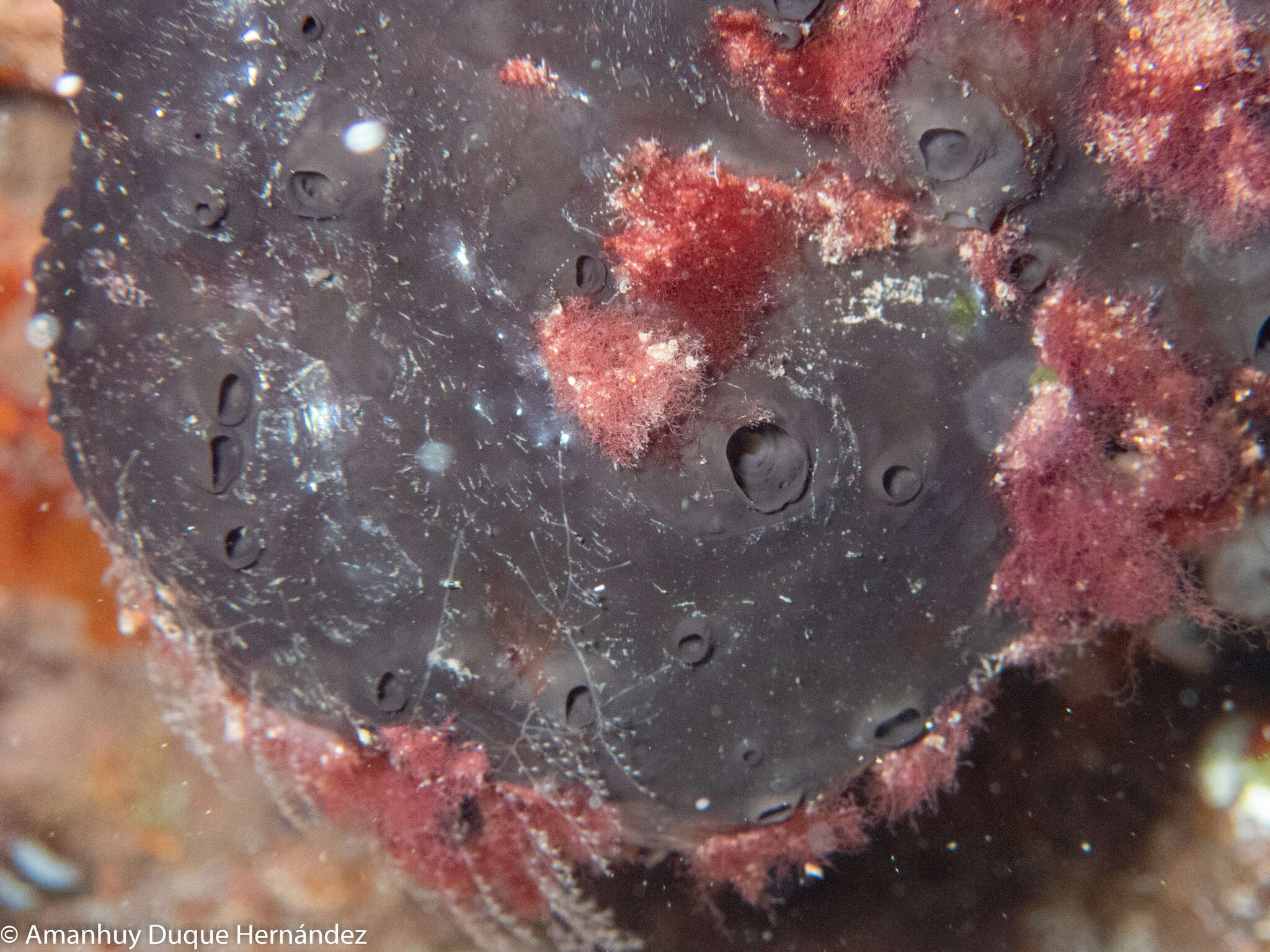 Image of black leather sponge