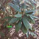 Image de Rhododendron arboreum subsp. nilagiricum (Zenker) Tagg