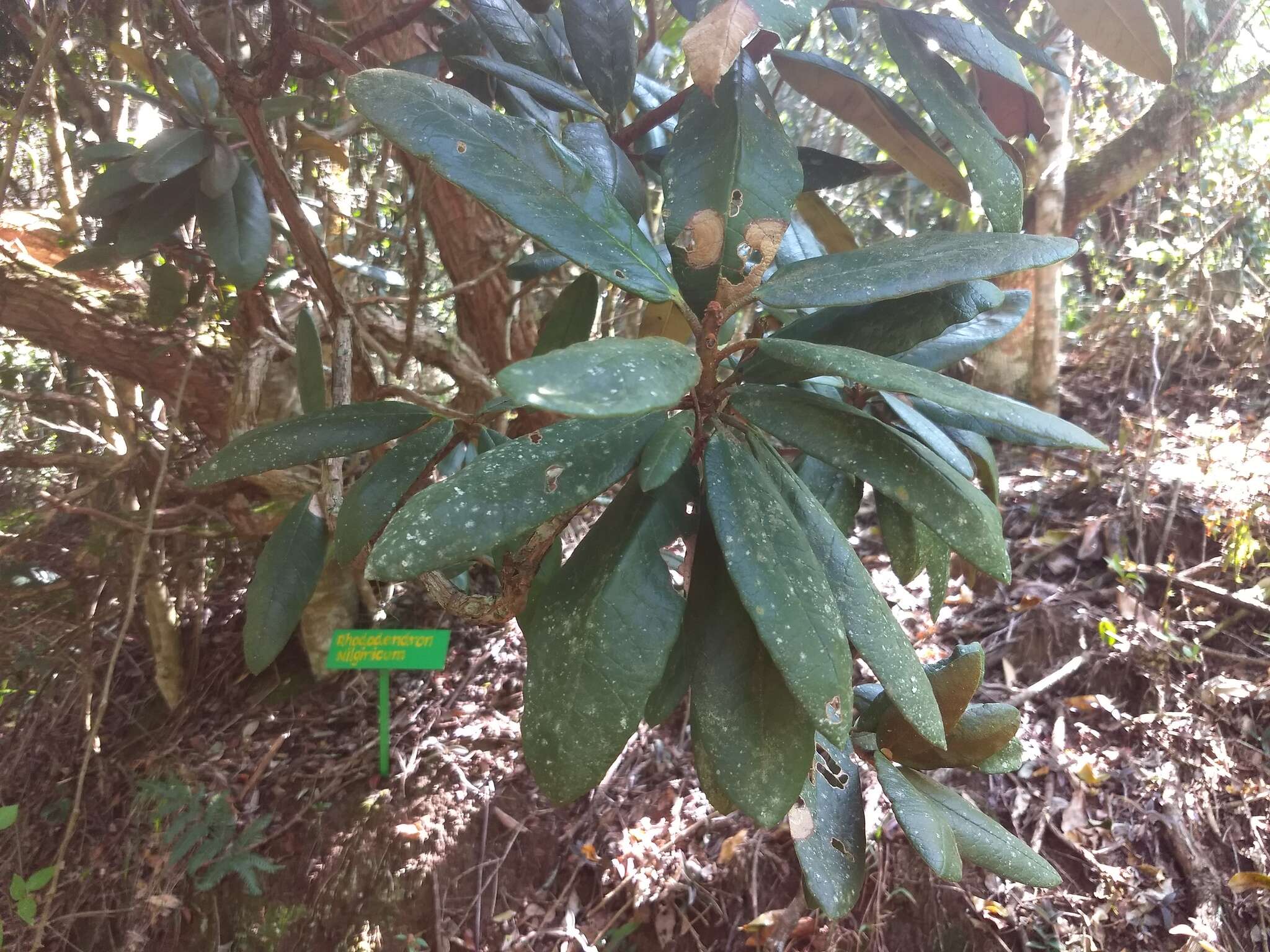 Image of Rhododendron arboreum subsp. nilagiricum (Zenker) Tagg