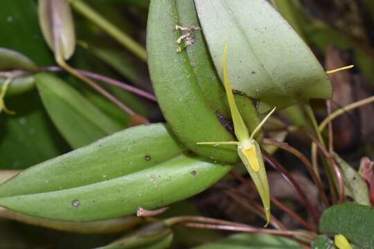 Image of Pleurothallis microcardia Rchb. fil.