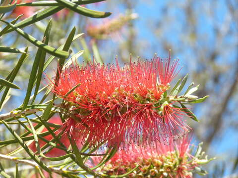 صورة Callistemon subulatus Cheel