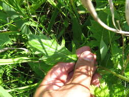 Image of Klasea lycopifolia (Vill.) A. & D. Löve