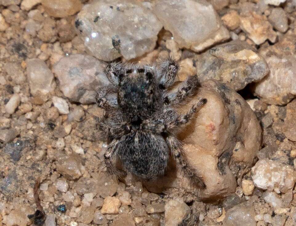 Image of Habronattus amicus (Peckham & Peckham 1909)