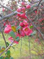 Image of Japanese Quince