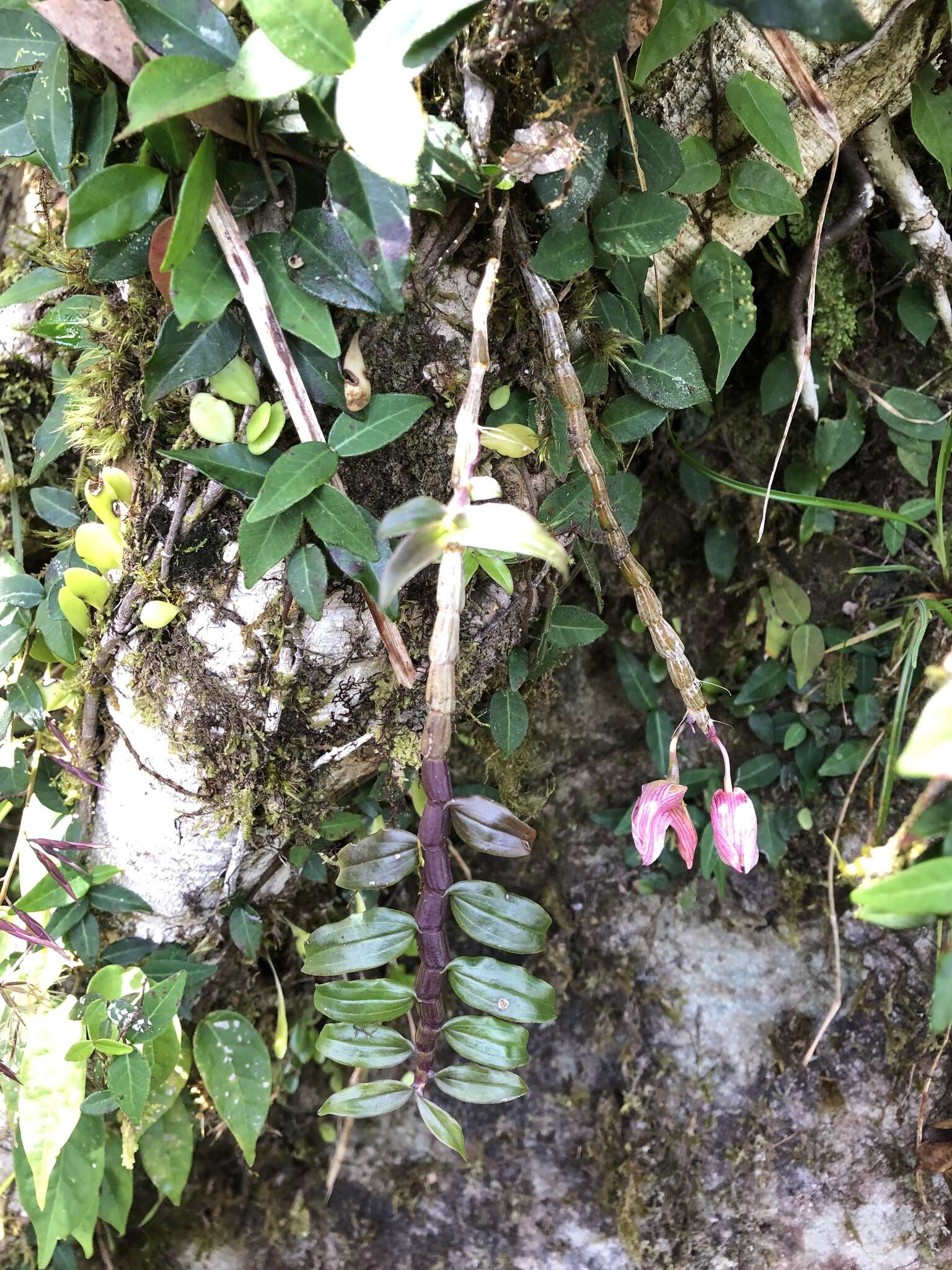 Image of Chameleon Dendrobium