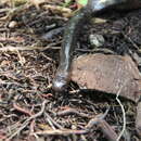 Image of Crocker's Sea Snake