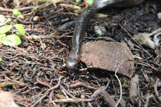 Image of Crocker's Sea Snake