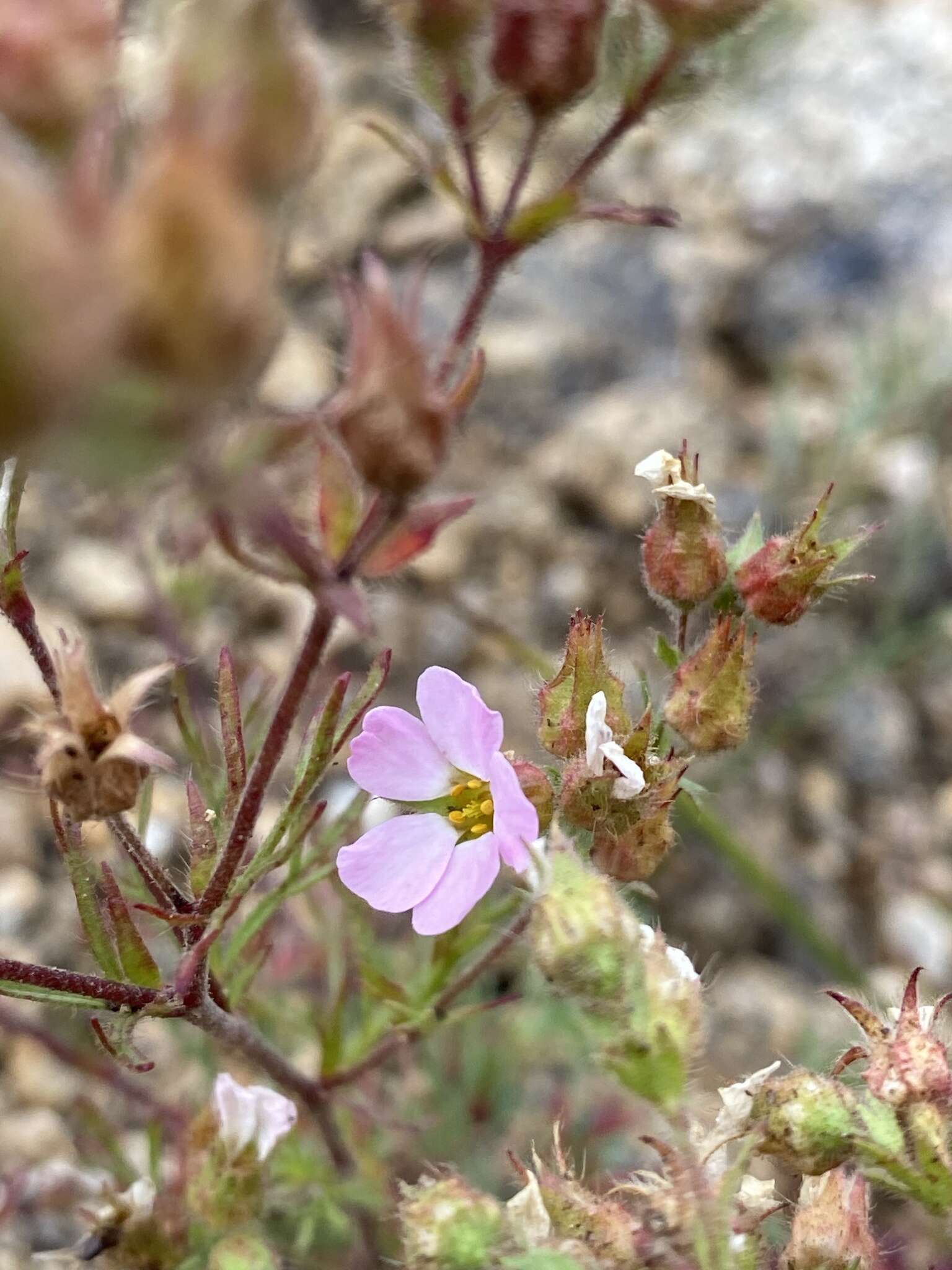 Imagem de Chamaerhodos grandiflora (Pall. ex Schult.) Bunge