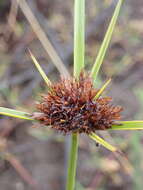 Image of manyspike flatsedge