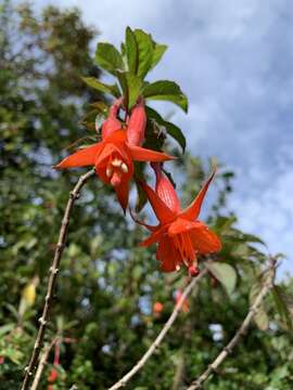 Imagem de Fuchsia loxensis Kunth