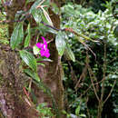 Image of Sobralia amabilis (Rchb. fil.) L. O. Williams