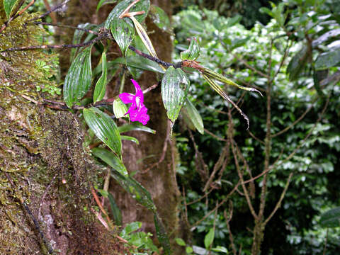 صورة Sobralia amabilis (Rchb. fil.) L. O. Williams