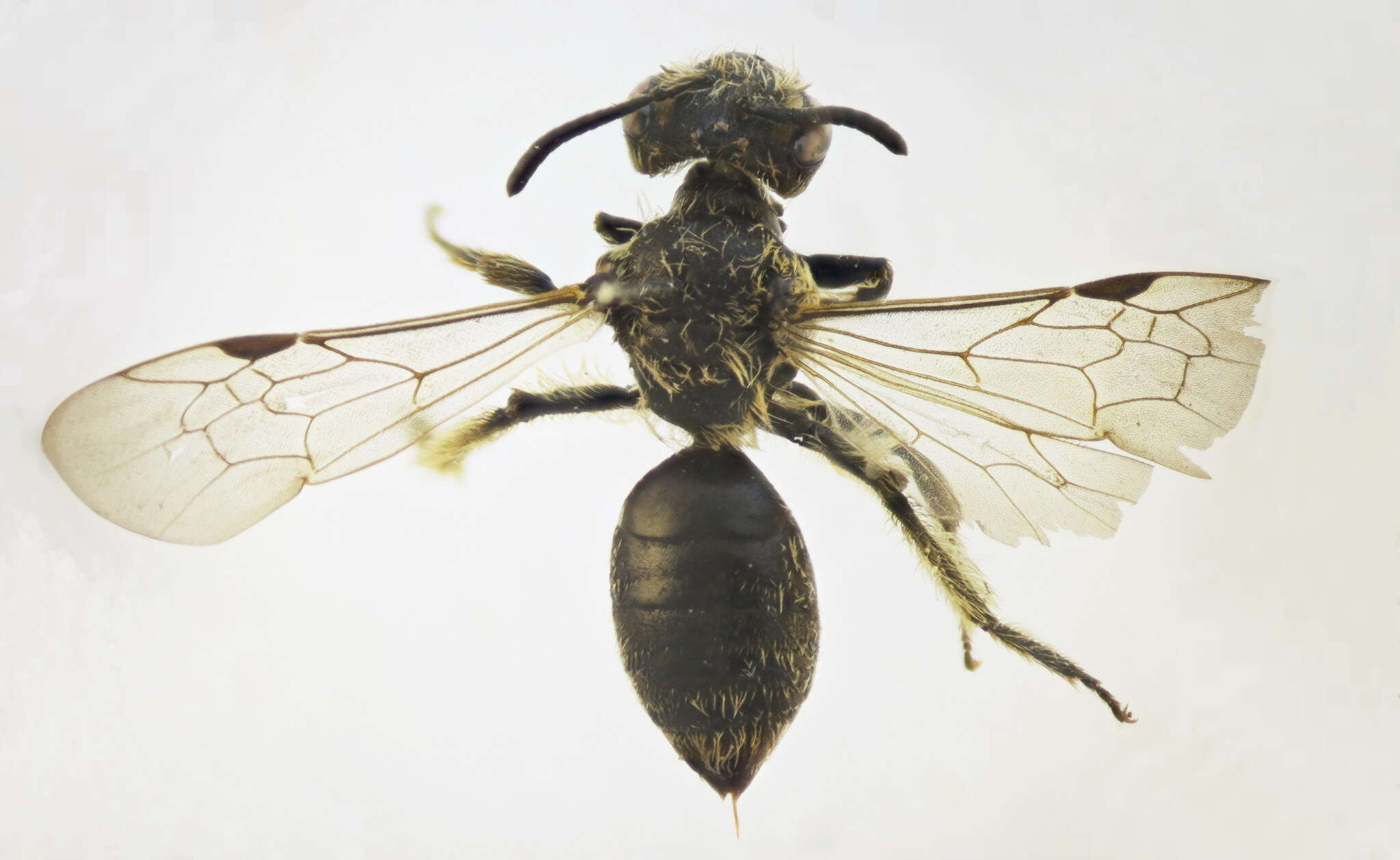 Andrena minutula (Kirby 1802) resmi