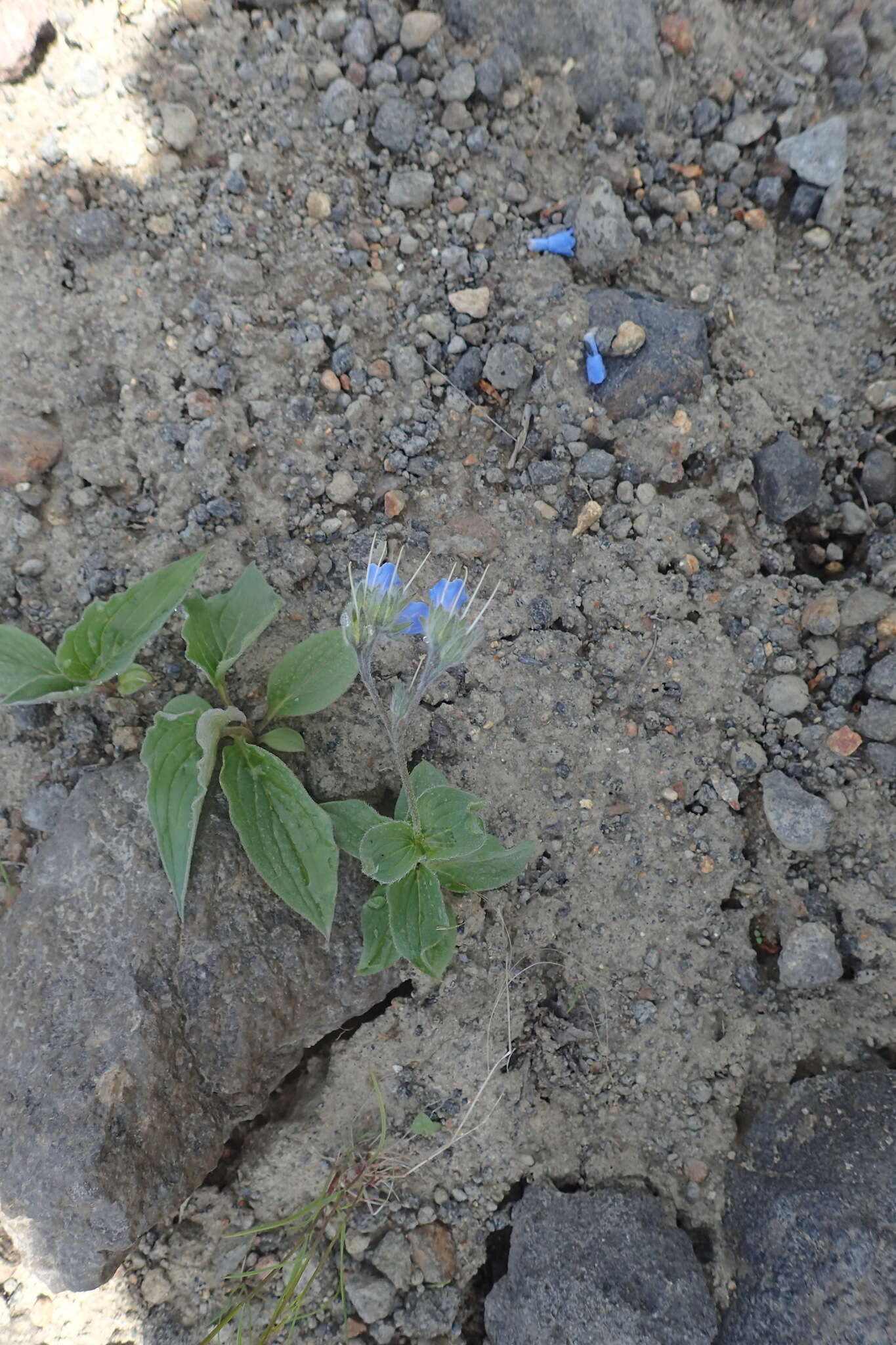 Mertensia pubescens (Roem. & Schult.) DC. resmi