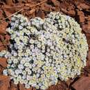 Image de Helichrysum cerastioides DC.