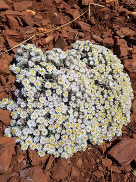 Слика од Helichrysum cerastioides DC.