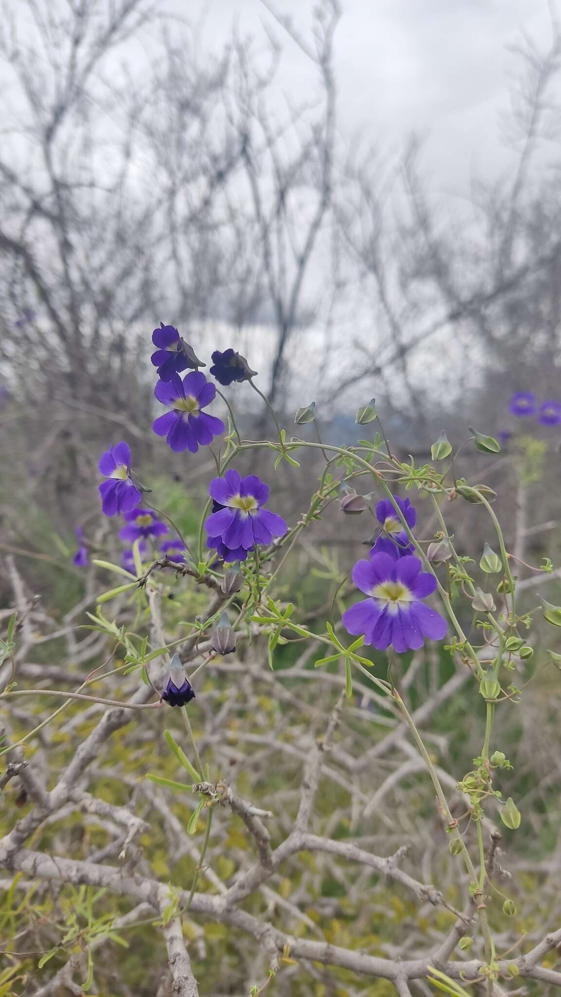 Image of Blue Nasturtium