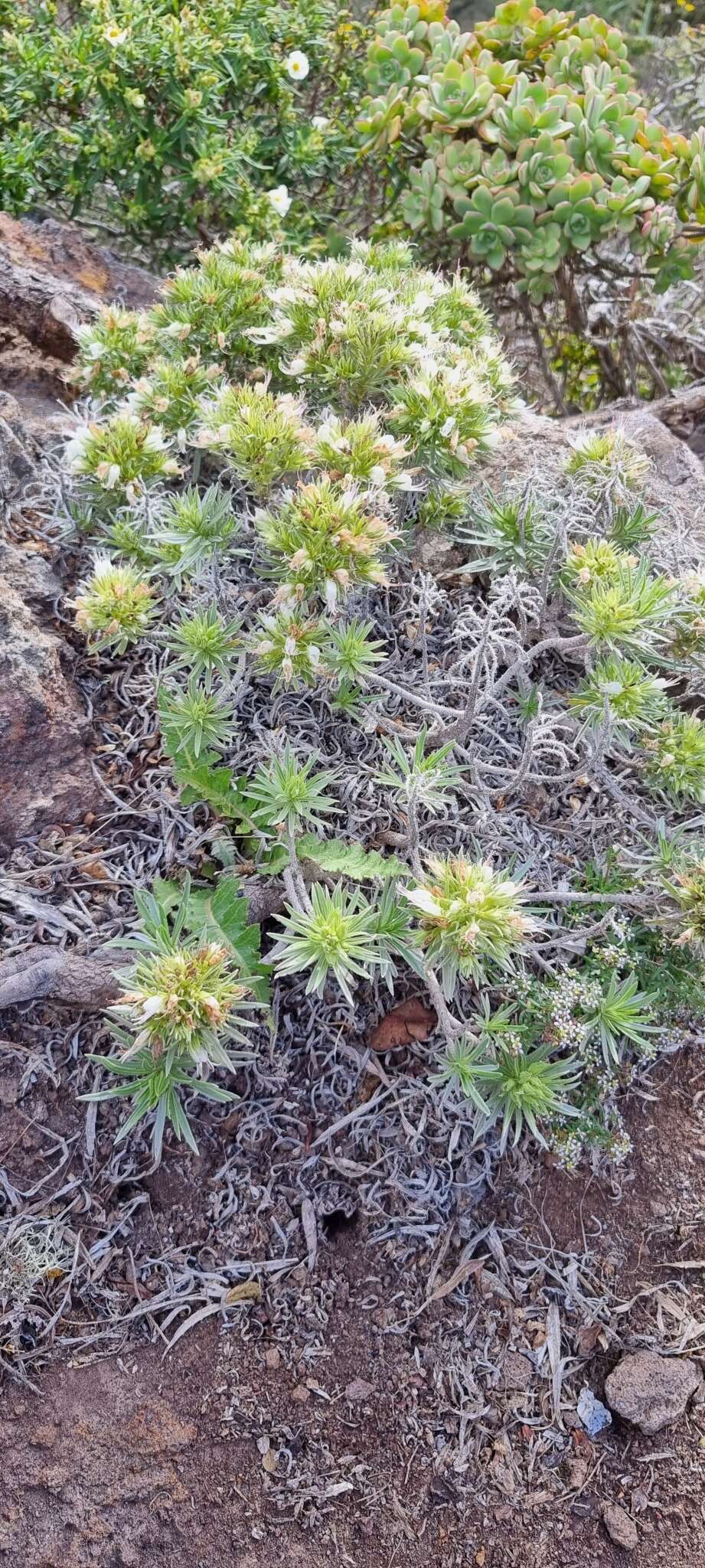 Plancia ëd Echium aculeatum Poir.