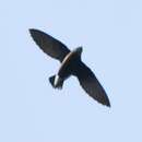 Image of Silver-backed Needletail