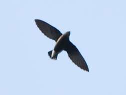 Image of Silver-backed Needletail