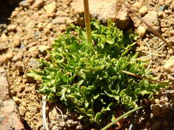 Image of Hypochaeris tenuifolia (Hook. & Arn.) Griseb.