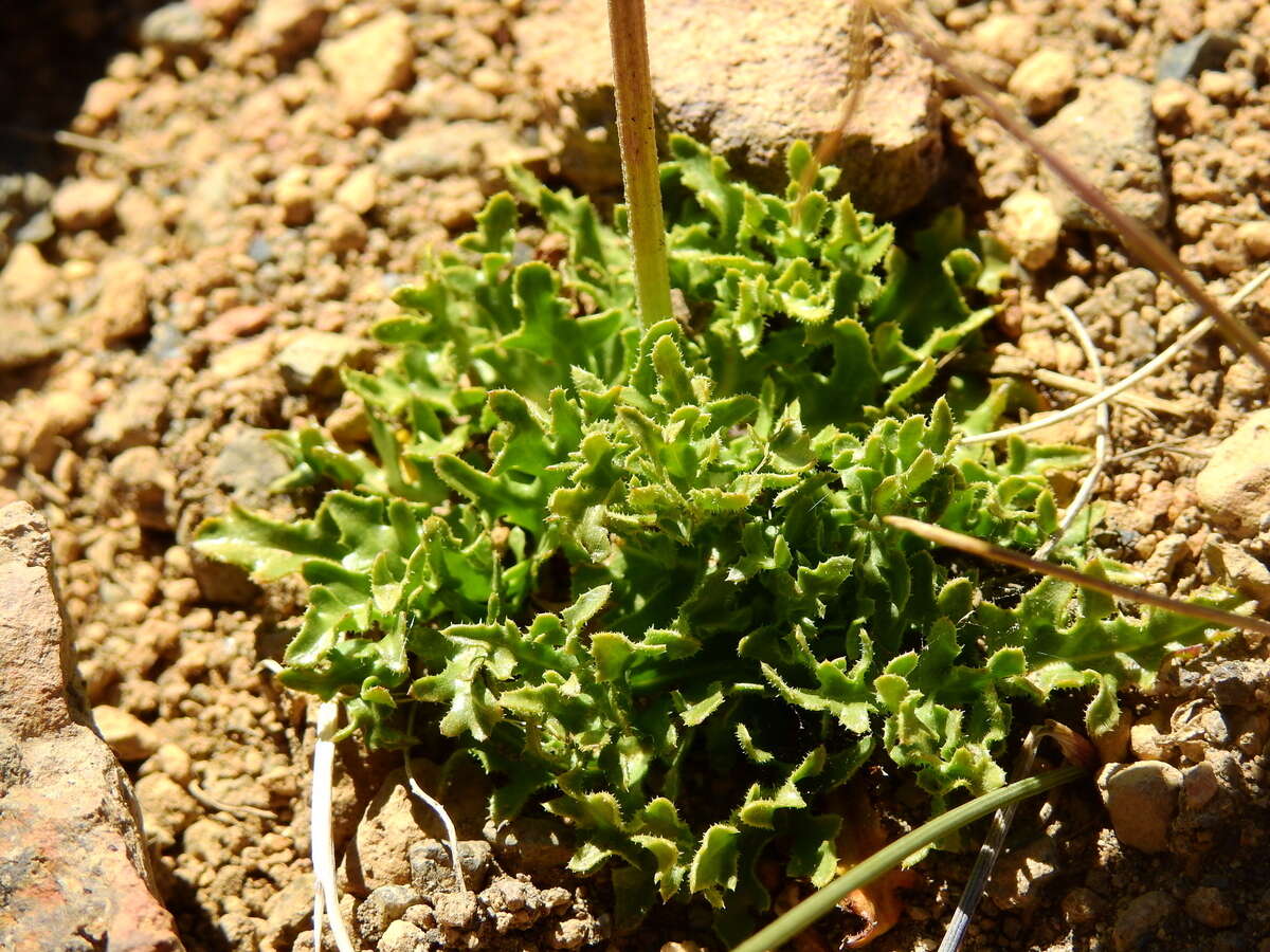 Слика од Hypochaeris tenuifolia (Hook. & Arn.) Griseb.