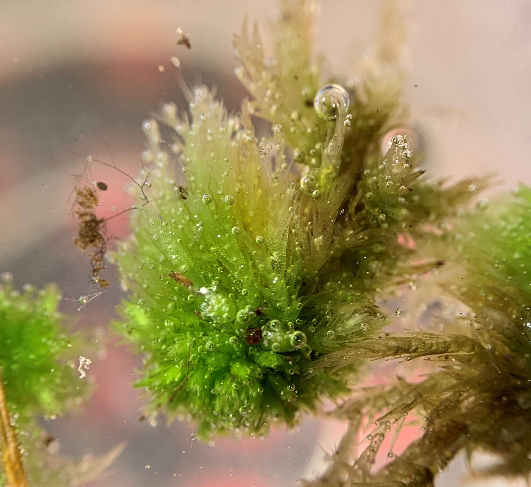 Image of Sphagnum missouricum Warnst. & Cardot