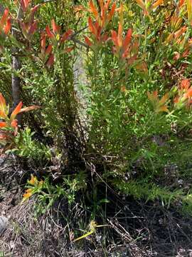 Image of <i>Castilleja <i>tenuiflora</i></i> var. tenuiflora