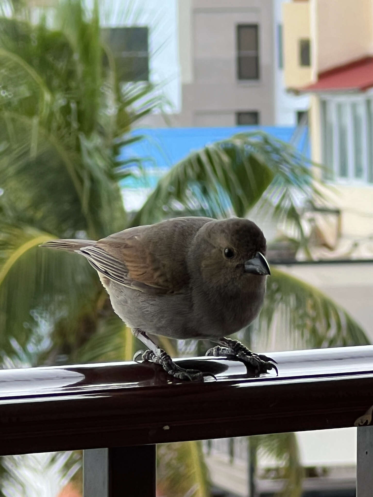 Image of Barbados Bullfinch