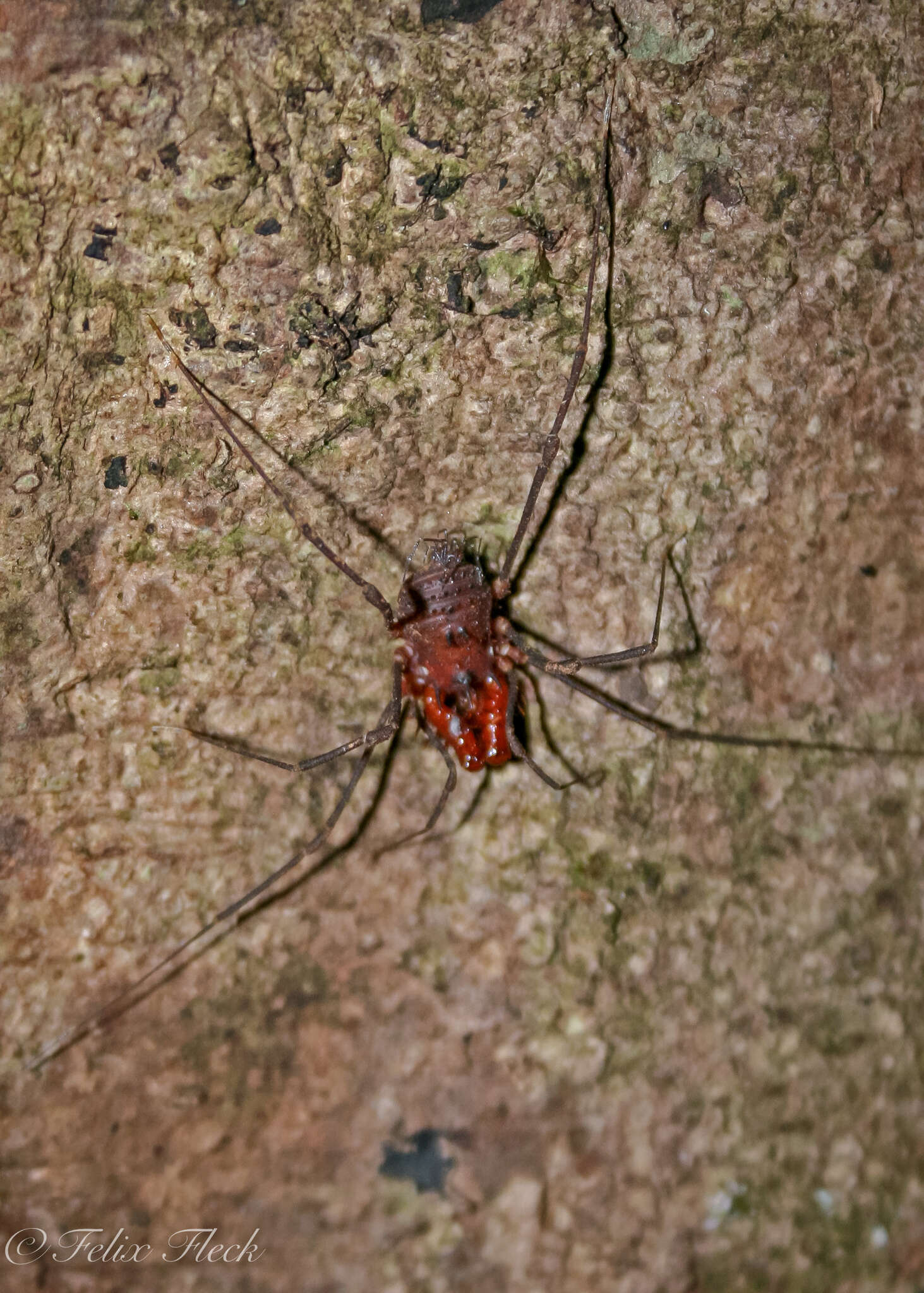 Image of Heteronuncia robusta Roewer 1920