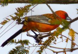 Image of Streak-backed Oriole