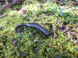 Image of Galeana False Brook Salamander