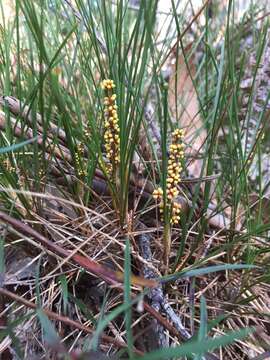 Image of Lomandra glauca (R. Br.) Ewart