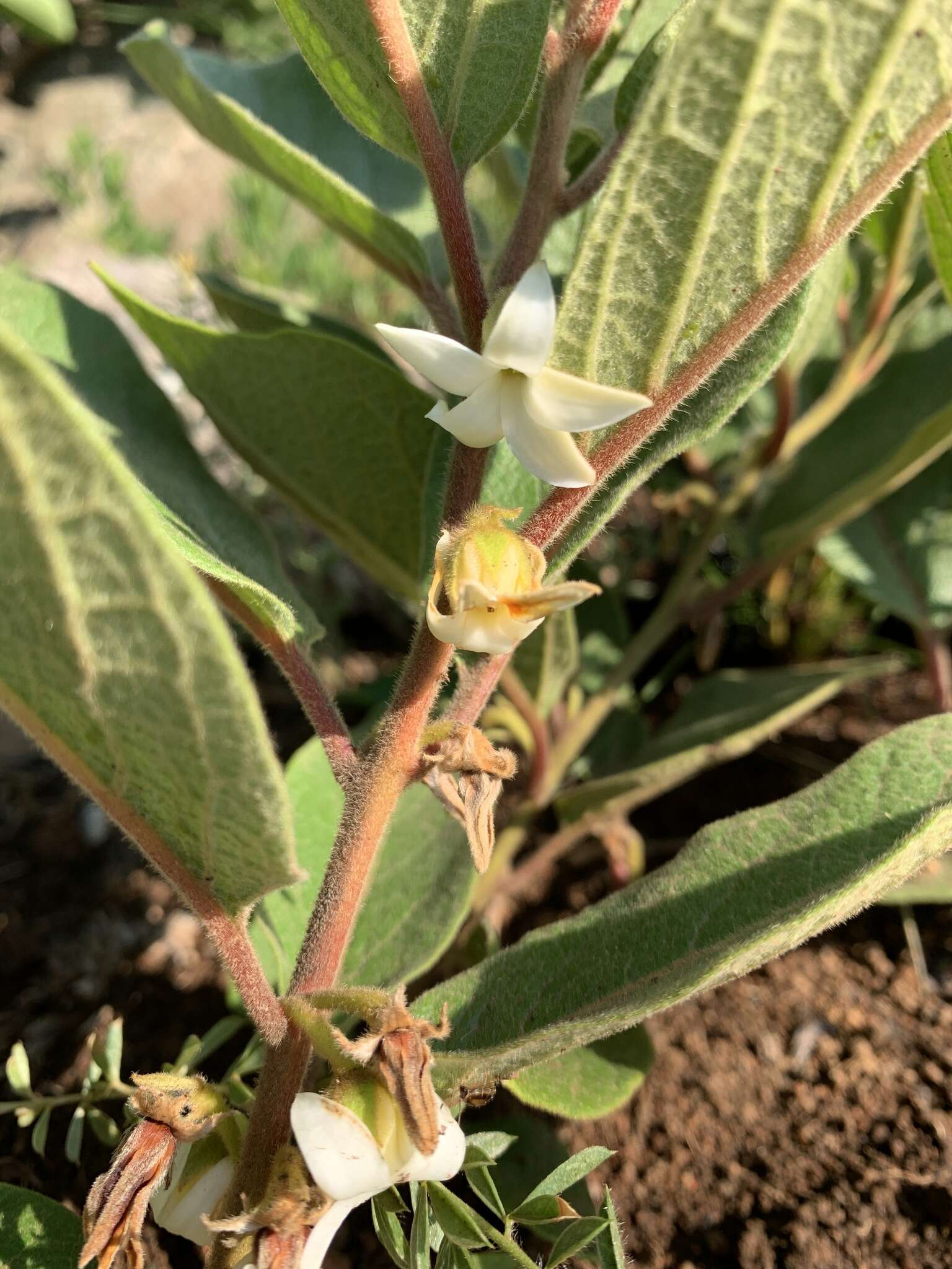 Image of Diospyros galpinii (Hiern) De Winter