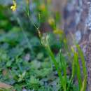 Image of Bulbine longifolia Schinz