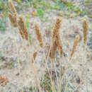 Image of Eurasian Junegrass