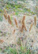 Image of Eurasian Junegrass