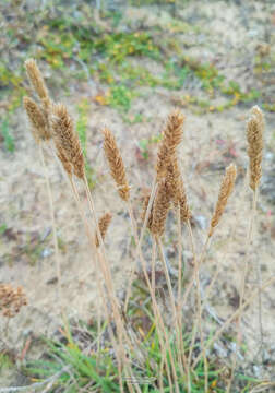 Image of Eurasian Junegrass