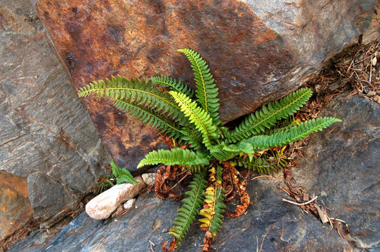 Image of northern hollyfern