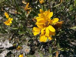 Flourensia resinosa (Brandeg.) Blake的圖片