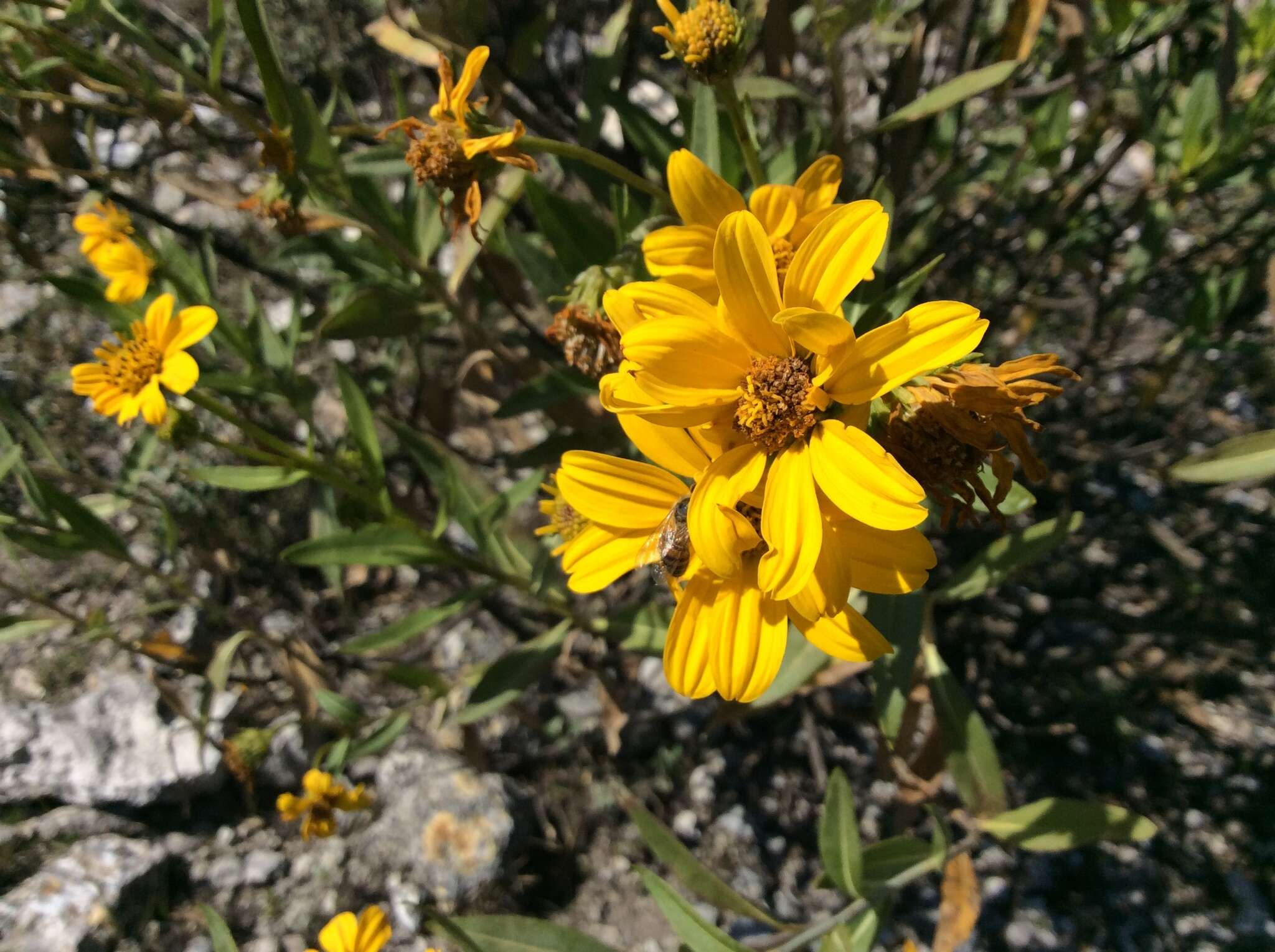 Image of Flourensia resinosa (Brandeg.) Blake