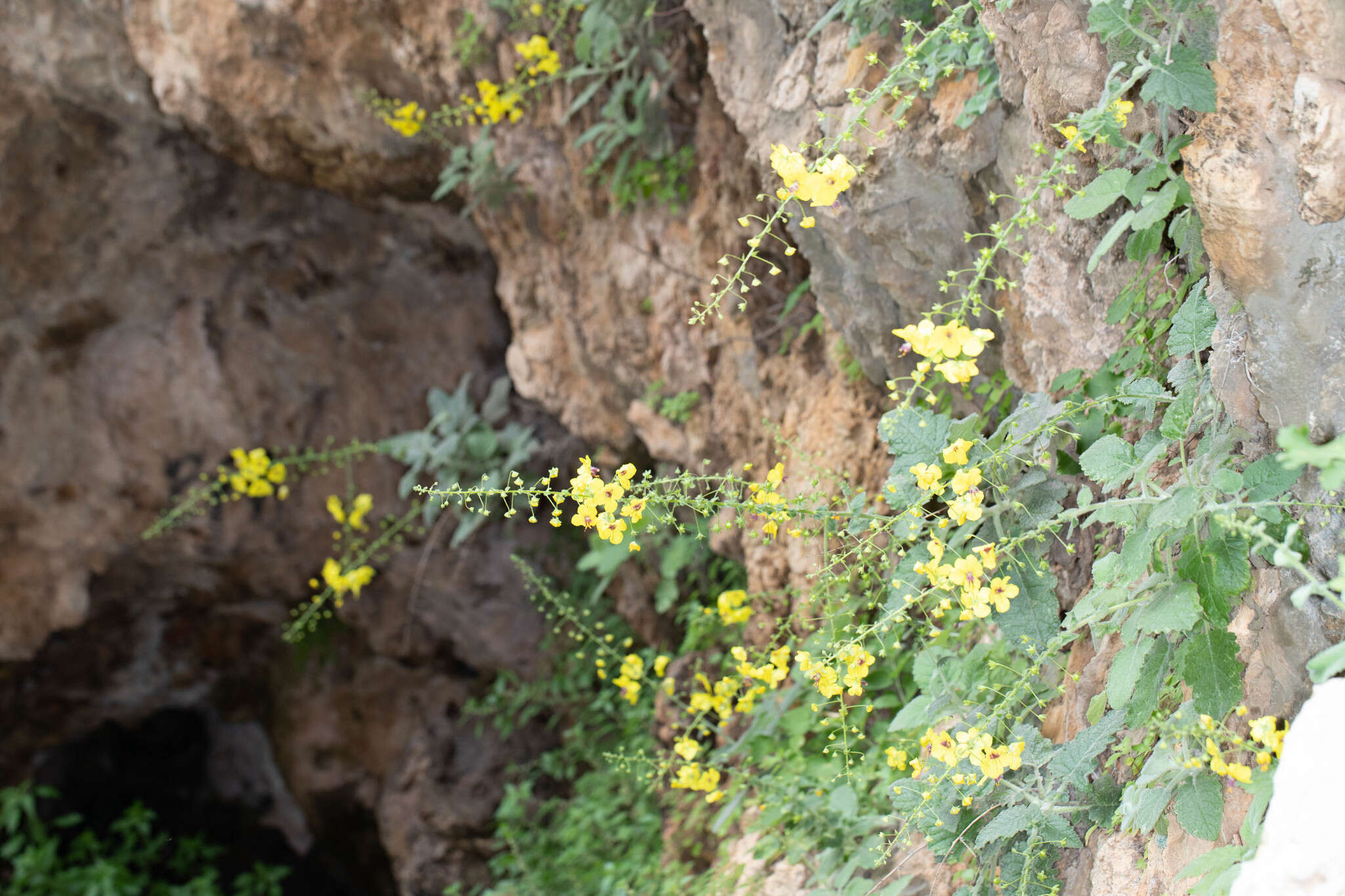 Image of Verbascum arcturus L.