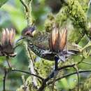 Image of Spotted Honeyeater