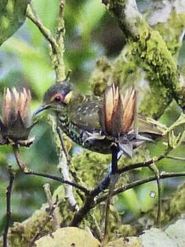 Plancia ëd Xanthotis polygrammus (Gray & GR 1862)