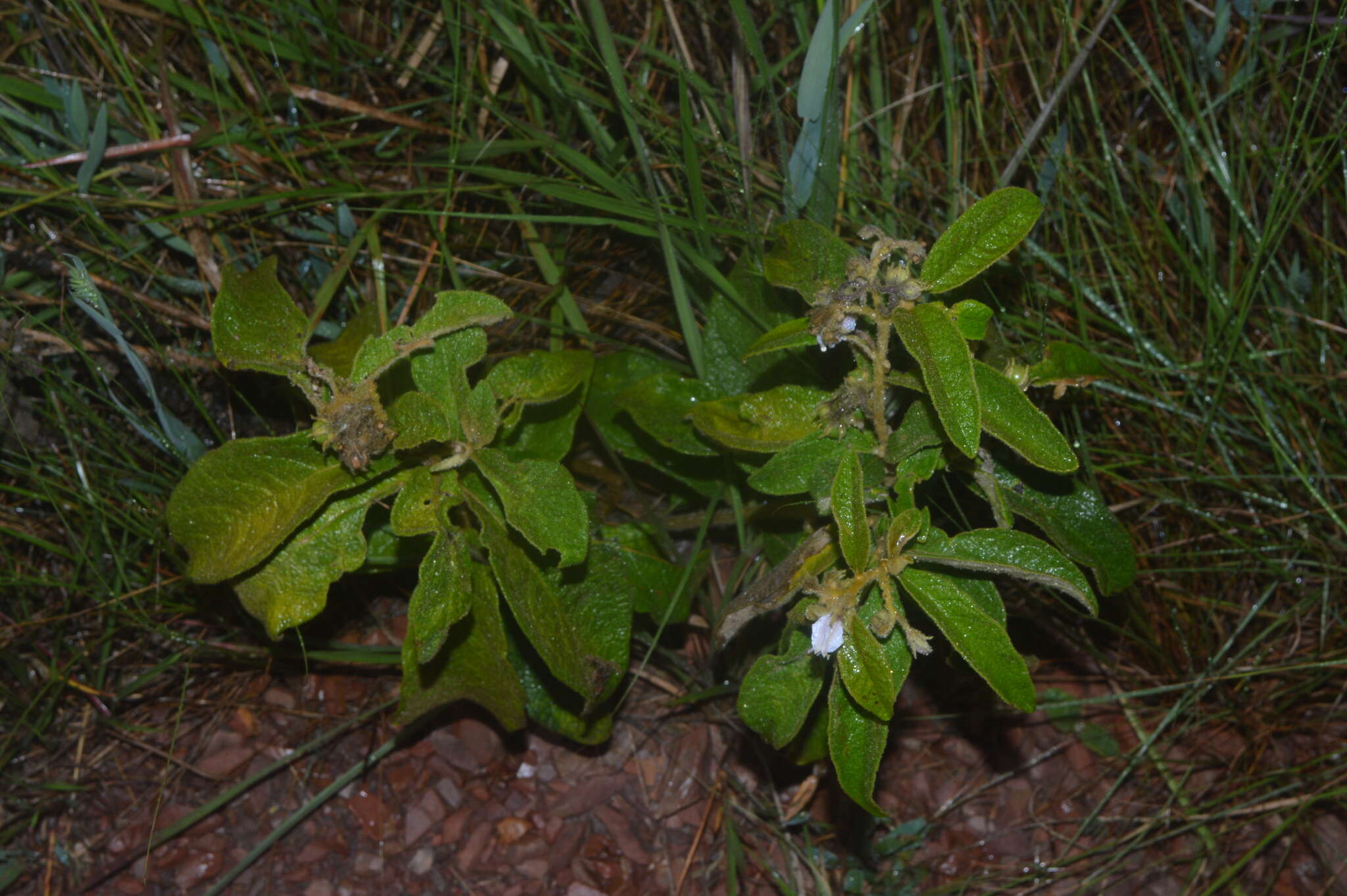 Image of Solanum subumbellatum Vell.