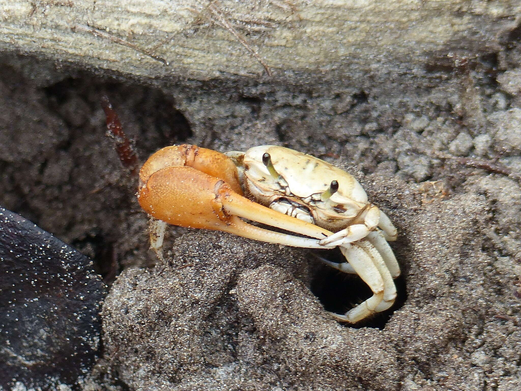 Image of Galápagos Fiddler Crab