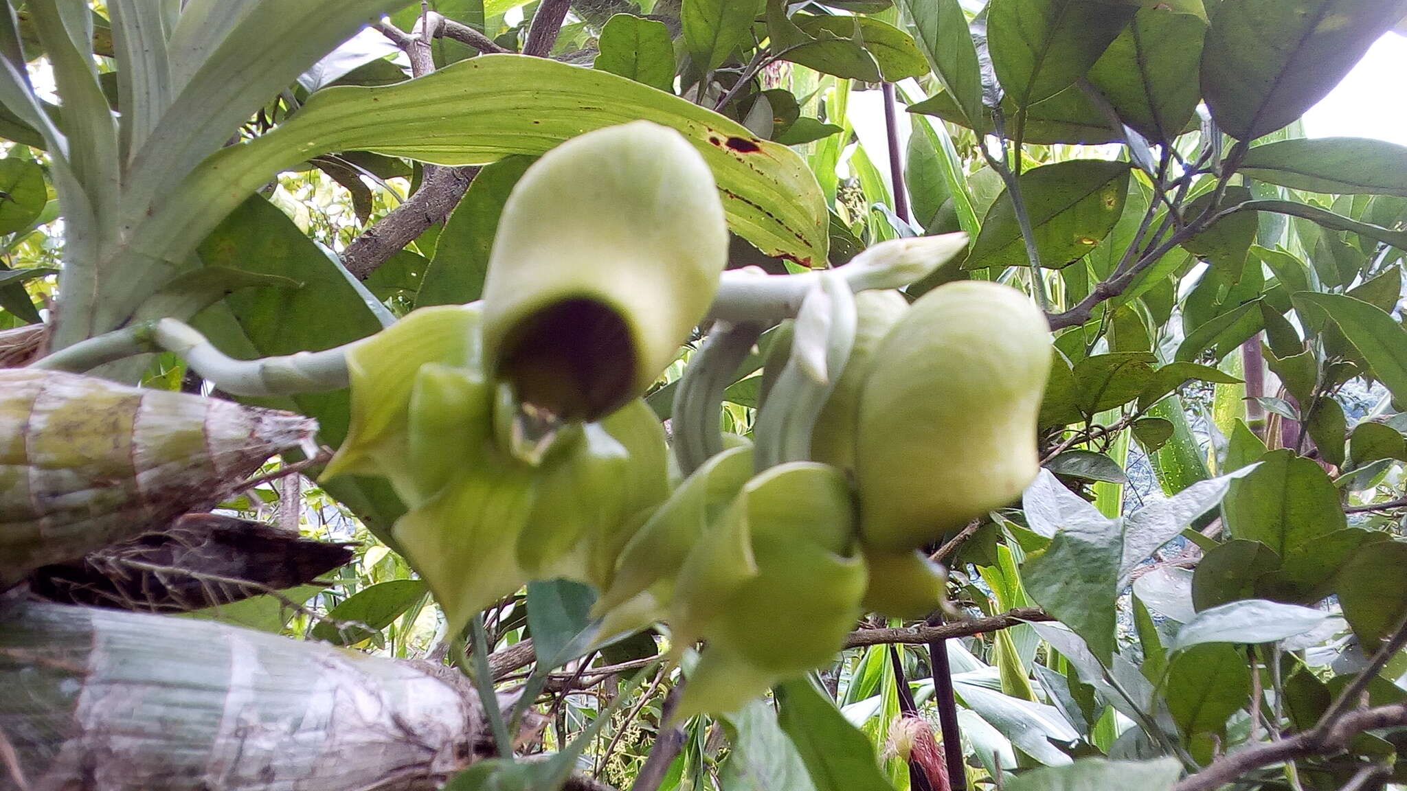 Image of Catasetum integerrimum Hook.