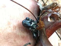 Image of Cumberland Plateau Salamander