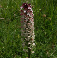 Image of Burnt orchid